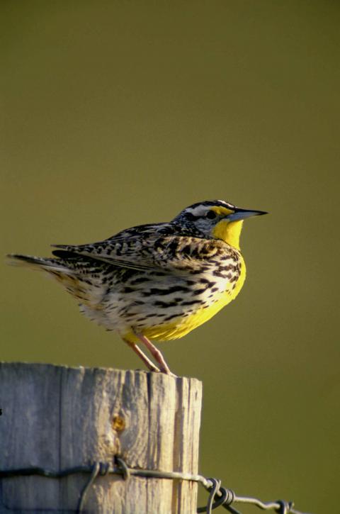 a-close-up-view-of-a-western-meadowlark-bird_w480_h725 public domain 2