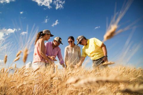 Montana Wheat and Barley Committee