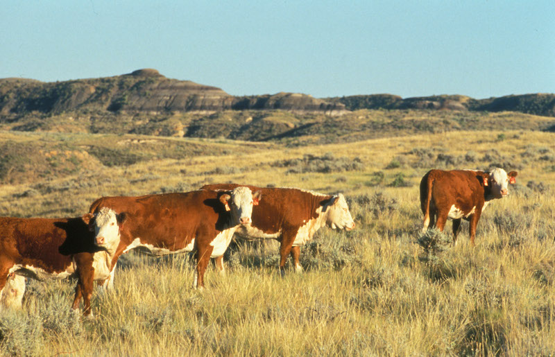 The Montana Hereford Association
