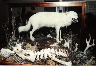 Montana Cowboy Hall of Fame & Western Heritage Center Inductee: <br>White Wolf of  the Judith Basin