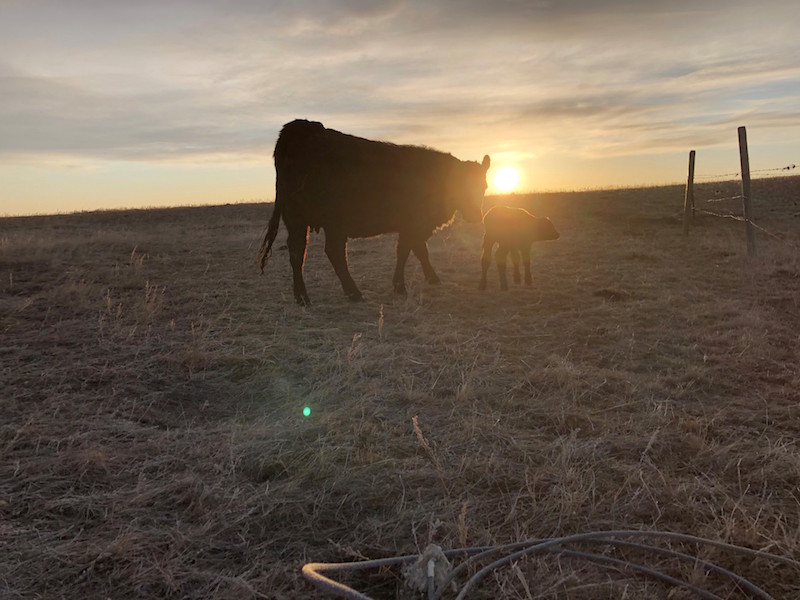 Curveballs for Cattle Ranchers: Current Events and the Beef Industry