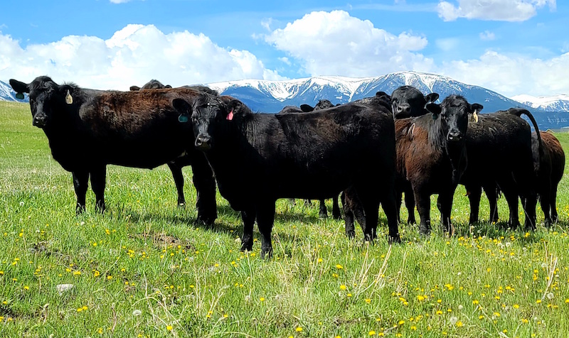 Cattle Under the Big Sky