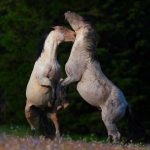 When Wilderness Finds You: The Mustangs of Montana